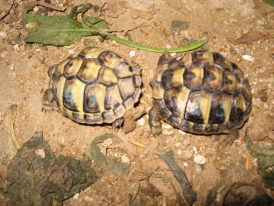 Görög teknős